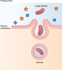 This illustration shows a plasma membrane forming a pocket around a particle in the extracellular fluid. The membrane subsequently engulfs the particle, which becomes trapped in a vacuole.