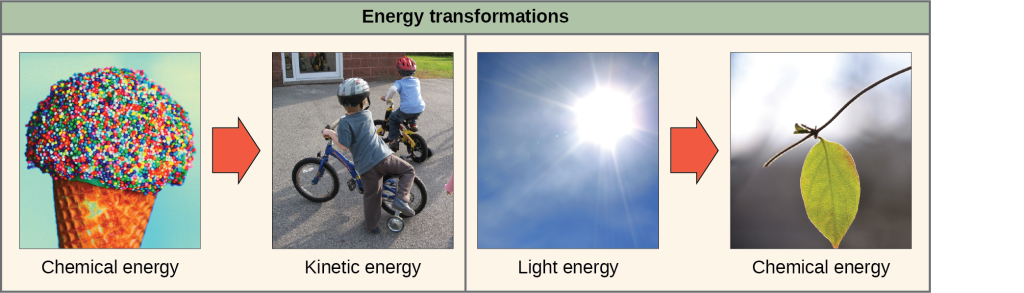 The left side of this diagram depicts energy being transferred from an ice cream cone to two boys riding a bike; this is described as chemical energy to kinetic energy. The right side depicts a plant converting light energy into chemical energy.