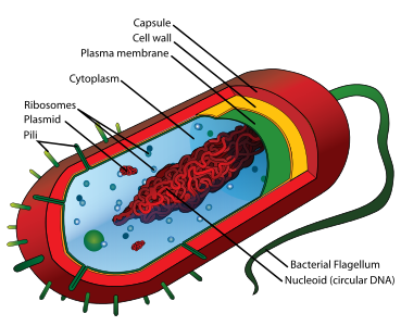 Prokaryotes (domains Archaea and Bacteria) are single-celled organisms that lack a nucleus. They have a single piece of circular DNA in the nucleoid area of the cell. In prokaryotes (domains Bacteria and Archaea) which lack a nucleus, the genome is composed of a single, double-stranded DNA molecule in the form of a loop or circle found in a region or area called the nucleoid