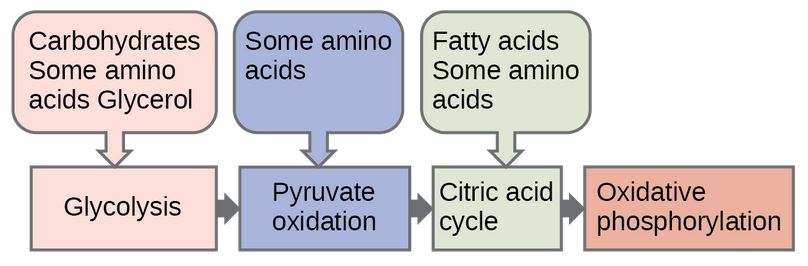 This illustration shows that glycogen, fats, and proteins can be catabolized via aerobic respiration. Glycogen is broken down into glucose, which feeds into glycolysis at the start. Fats are broken down into glycerol, which is processed by glycolysis, and fatty acids are converted into acetyl CoA. Proteins are broken down into amino acids, which are processed at various stages of aerobic respiration, including glycolysis, acetyl CoA formation, and the citric acid cycle.