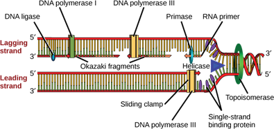 DNA Replication in Prokaryotes