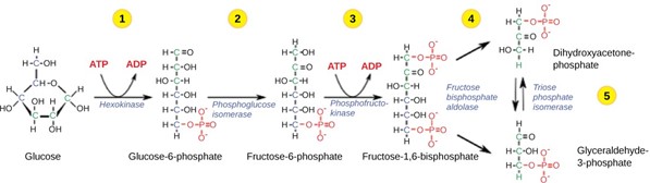 Illustration of the first half of glycolysis which includes five steps.