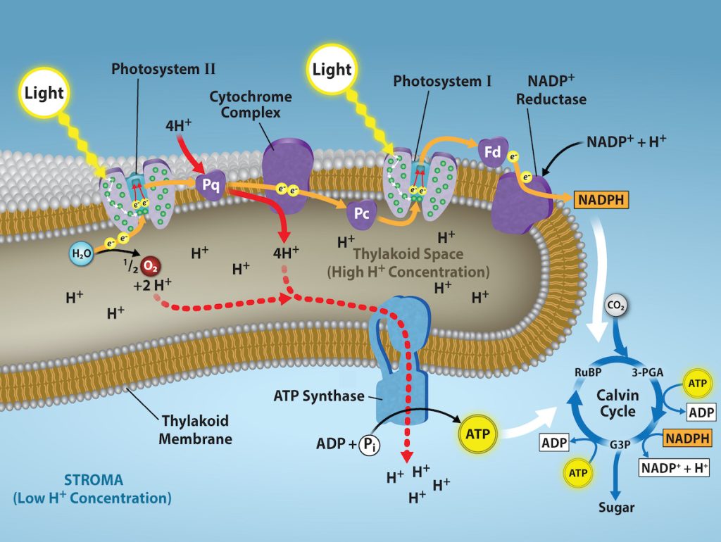 This illustration shows that A T P and N A D P H produced in the light reactions are used in the Calvin cycle to make sugar.