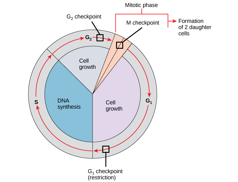 This illustration shows the three major checkpoints of the cell cycle: G subscript 1 baseline checkpoint restriction; G subscript 2 baseline checkpoint, and M checkpoint, mitotic phase.