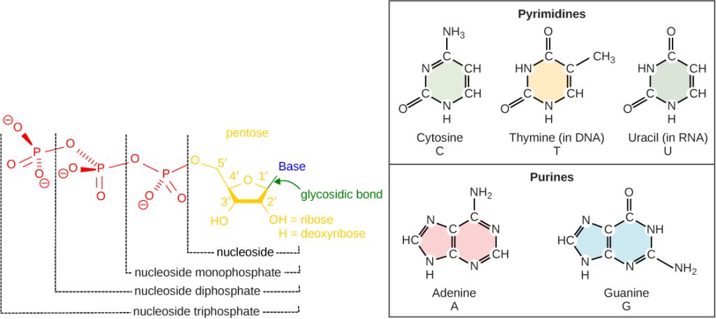 Illustration depicts the structure of a nucleoside, which is made up of a pentose with a nitrogenous base attached at the 1 prime position. There are two kinds of nitrogenous bases: pyrimidines, which have one six-membered ring, and purines, which have a six-membered ring fused to a five-membered ring. Cytosine, thymine, and uracil are pyrimidines, and adenine and guanine are purines. A nucleoside with a phosphate attached at the 5 prime position is called a mononucleotide. A nucleoside with two or three phosphates attached is called a nucleotide diphosphate or nucleotide triphosphate, respectively.