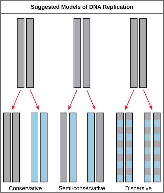 Illustration shows the conservative, semi-conservative, and dispersive models of D N A synthesis. In the conservative model, the D N A is replicated and both newly synthesized strands are paired together. In the semi-conservative model, each newly synthesized strand pairs with a parent strand. In the dispersive model, newly synthesized D N A is interspersed with parent D N A within both D N A strands.