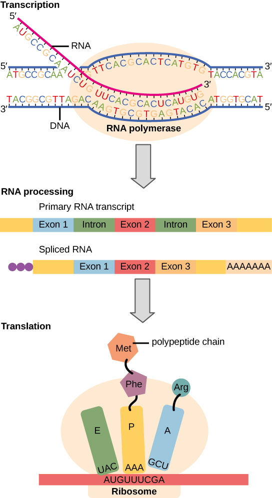 To make a protein, genetic information encoded by the D N A must be transcribed onto an m R N A molecule. The R N A is then processed by splicing to remove exons and by the addition of a 5 prime cap and a poly A tail. A ribosome then reads the sequence on the m R N A, and uses this information to string amino acids into a protein.