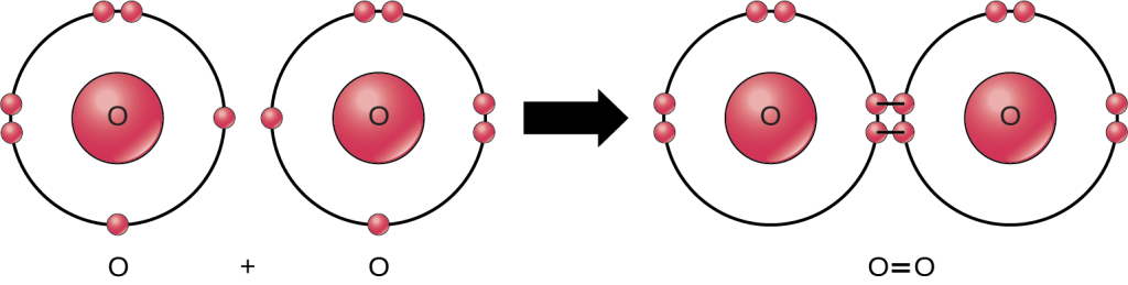 Two oxygen atoms are shown side-by-side. Each has six valence electrons, two that are paired and two that are unpaired. An arrow indicates that a reaction takes place. After the reaction, the four unpaired electrons join to form a double bond. This double bond can also be depicted by an equal sign between two Os.