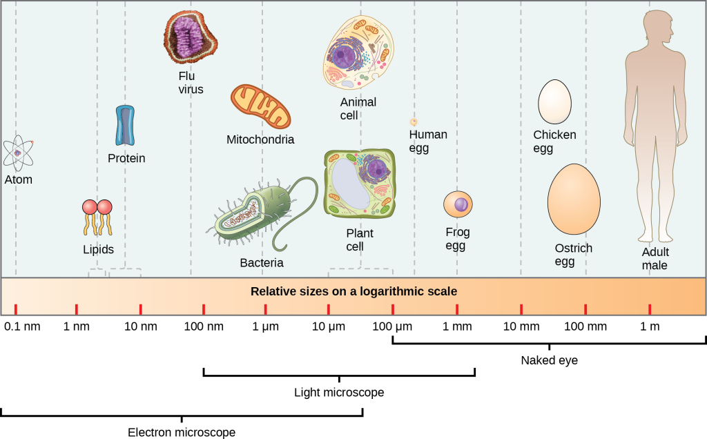 Part a: Relative sizes on a logarithmic scale, from 0.1 n m to 1 m, are shown. Objects are shown from smallest to largest. The smallest object shown, an atom, is about 1 n m in size. The next largest objects shown are lipids and proteins; these molecules are between 1 and 10 n m. Bacteria are about 100 n m, and mitochondria are about 1 greek mu m. Plant and animal cells are both between 10 and 100 greek mu m. A human egg is between 100 greek mu m and 1 m m. A frog egg is about 1 m m, A chicken egg and an ostrich egg are both between 10 and 100 m m, but a chicken egg is larger. For comparison, a human is approximately 1 m tall.