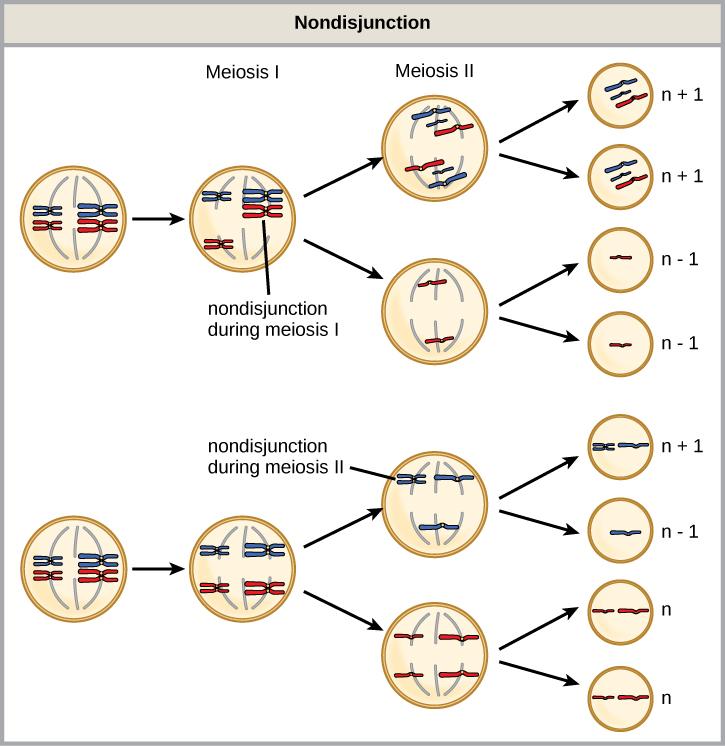 Illustration of nondisjunction.