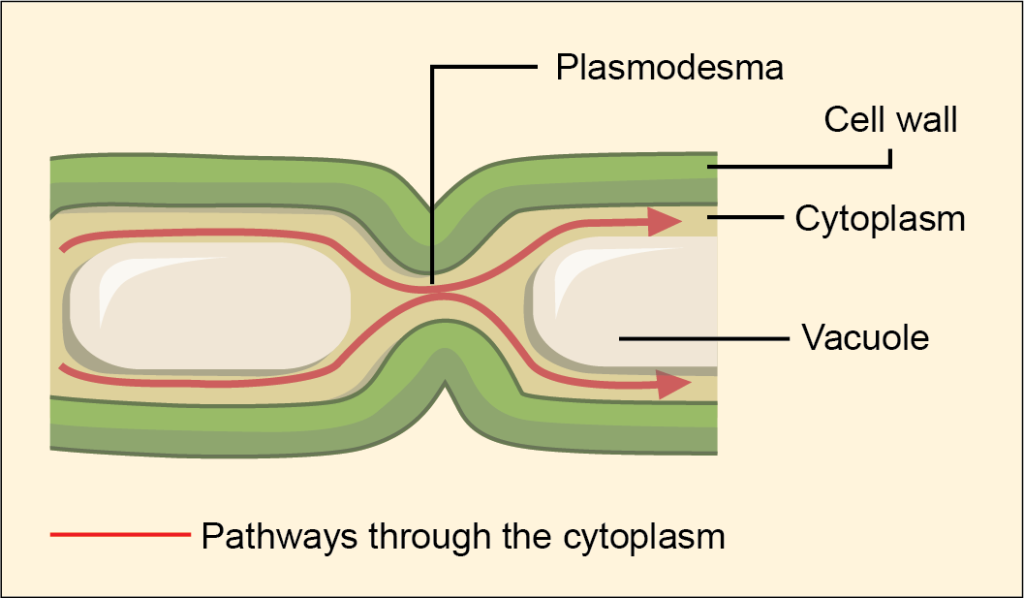 This illustration shows two plant cells side-by-side. A gap in the cell wall, a plasmodesma, allows fluid and small molecules to pass from the cytoplasm of one cell to the cytoplasm of the other.