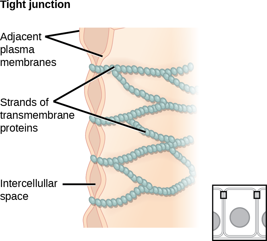 This illustration shows two cell membranes joined together by a matrix of tight junctions.