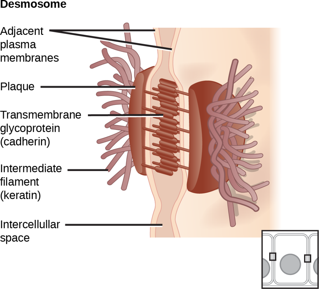 This illustration shows two cells fused together by a desmosome. Cadherins extend from each cell and join the two cells together. Intermediate filaments connect to cadherins on the inside of the cell.