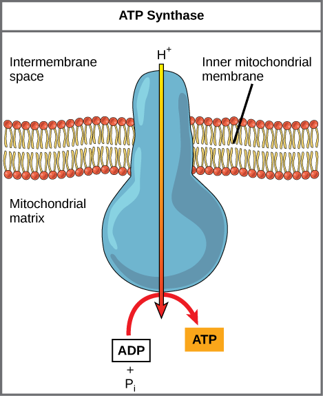 This illustration shows an A T P synthase enzyme embedded in the inner mitochondrial membrane. A T P synthase allows protons to move from an area of high concentration in the intermembrane space to an area of low concentration in the mitochondrial matrix. The energy derived from this exergonic process is used to synthesize A T P from A D P and inorganic phosphate.