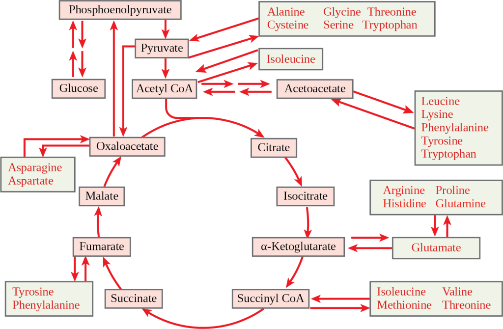 This illustration shows that the amino acids alanine, glycine, threonine, cysteine, and serine can be converted into pyruvate. Leucine, lysine, phenylalanine, tyrosine, tryptophan, and isoleucine can be converted into acetyl upper case C lower case o upper case A. Arginine, proline, histidine, glutamine, and glutamate can be converted into alpha-ketoglutarate. Isoleucine, valine, methionine, and threonine can be converted into succinyl upper C lower o upper A. Tyrosine and phenylalanine can be converted into fumarate, and aspartate and asparagine can be converted into oxaloacetate.