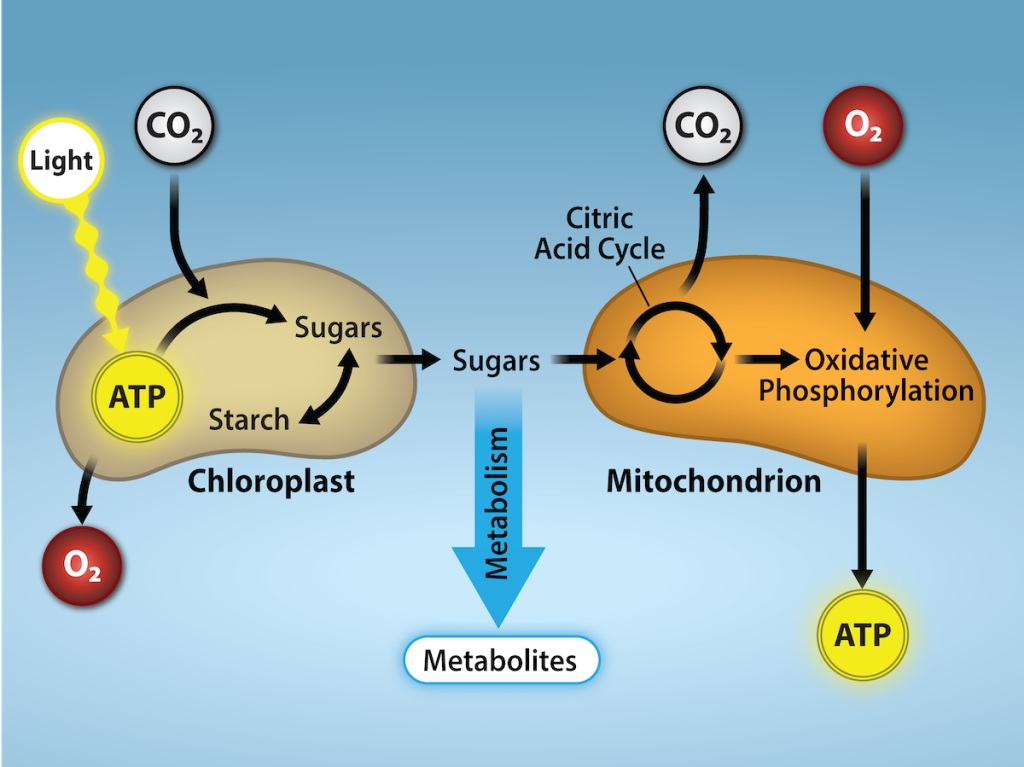 Light energy enters a chloroplast and is converted to A T P. The A T P enters a process to reduce C O 2 to sugars. On the other side of the image, the sugars enter th citric acid cycle. They give off C O 2. Then, oxidative phosphorylation consumes O 2 and A T P is produced. Metabolites are given off.