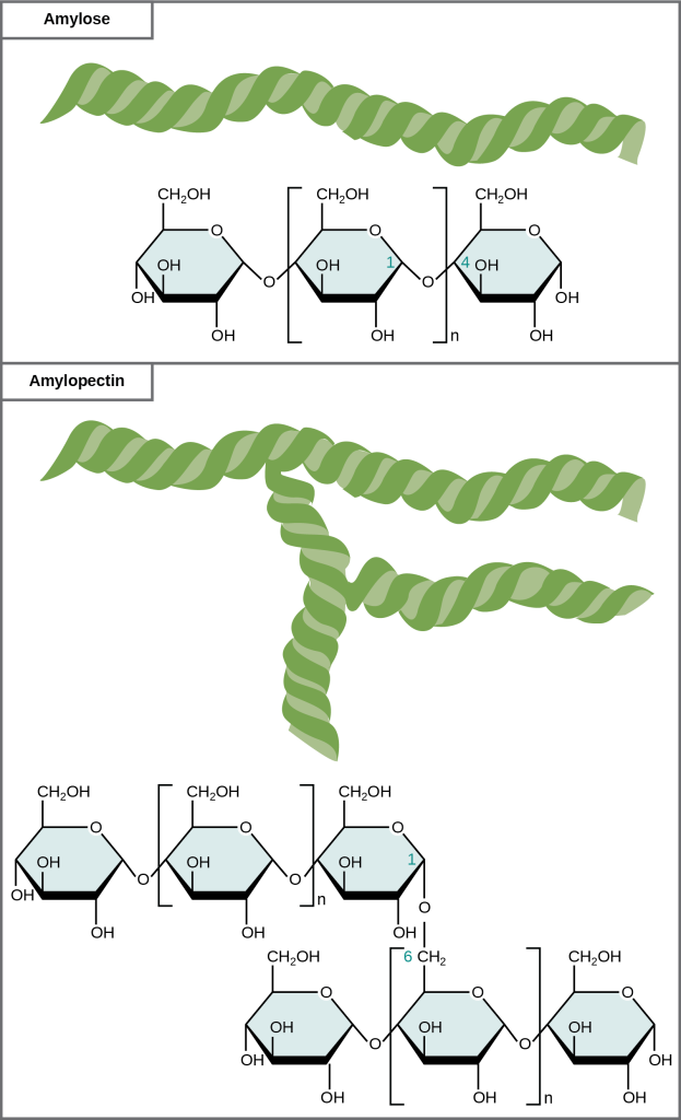 The chemical structures of amylose and amylopectin are shown. Amylose consists of unbranched chains of glucose subunits, and amylopectin consists of branched chains of glucose subunits.