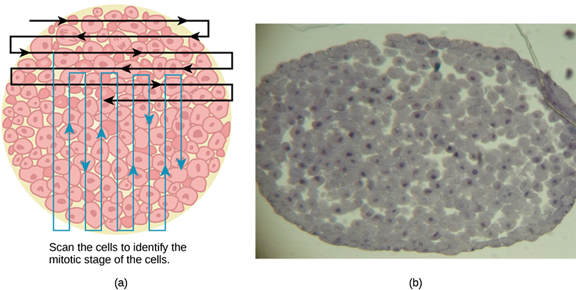 Left: This figure shows an illustration of whitefish blastula cells with a scanning pattern from right to left, and from top to bottom. Right: A micrograph of whitefish blastula cells in various phases of the cell cycle is shown.