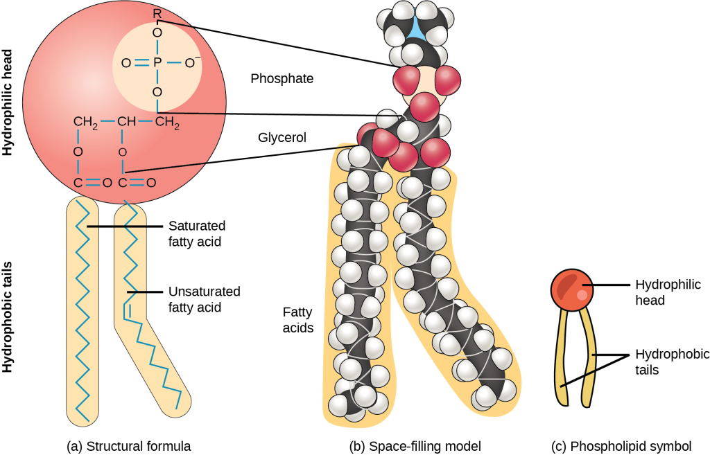 The molecular structure of a phospholipid is shown. It consists of two fatty acids attached to the first and second carbons in glycerol, and a phosphate group attached to the third position. The phosphate group may be further modified by addition of another molecule to one of its oxygens. Two molecules that may modify the phosphate group, choline and serine, are shown. Choline consists of a two-carbon chain with a hydroxy group attached to one end and a nitrogen attached to the other. The nitrogen, in turn, has three methyl groups attached to it and has a charge of plus one. Serine consists of a two-carbon chain with a hydroxyl group attached to one end. An amino group and a carboxyl group are attached to the other end.