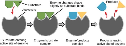 In this diagram, a substrate binds the active site of an enzyme and, in the process, both the shape of the enzyme and the shape of the substrate change. The substrate is converted to products that then leave the enzymes active site.