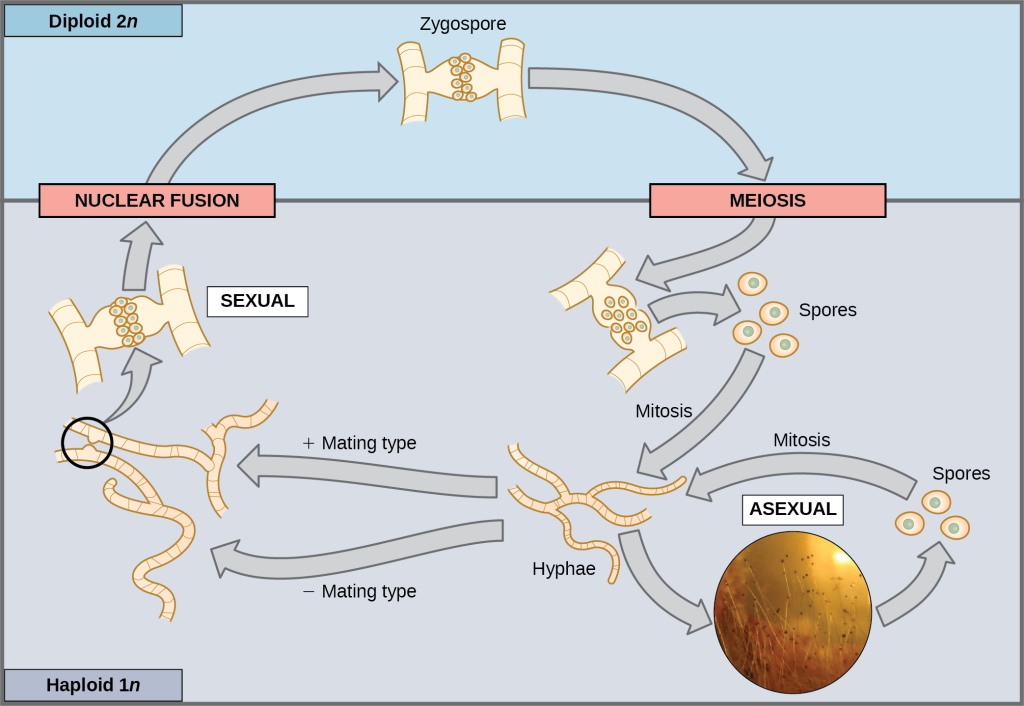 Most fungi and algae employ a life-cycle type in which the “body” of the organism—the ecologically important part of the life cycle—is haploid.