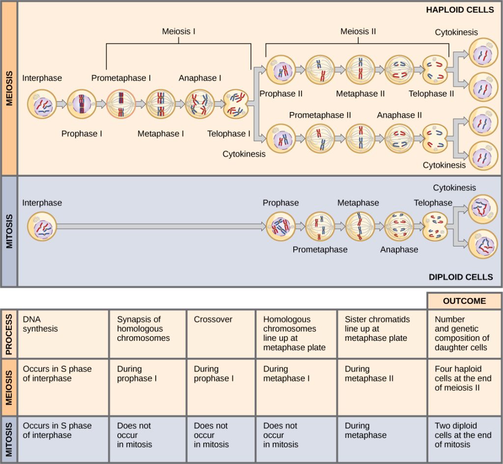 This illustration compares meiosis and mitosis. In meiosis, there are two rounds of cell division, whereas there is only one round of cell division in mitosis. In both mitosis and meiosis, DNA synthesis occurs during S phase. Synapsis of homologous chromosomes occurs in prophase I of meiosis, but does not occur in mitosis. Crossover of chromosomes occurs in prophase I of meiosis, but does not occur in mitosis. Homologous pairs of chromosomes line up at the metaphase plate during metaphase I of meiosis, but not during mitosis. Sister chromatids line up at the metaphase plate during metaphase II of meiosis and metaphase of mitosis. The result of meiosis is four haploid daughter cells, and the result of mitosis is two diploid daughter cells.