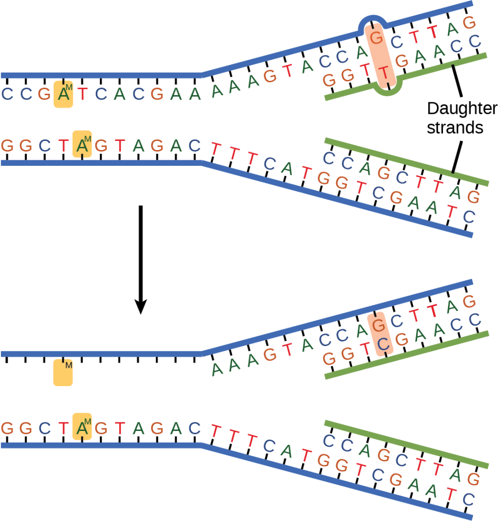 The top illustration shows a replicated D N A strand with G T base mismatch. The bottom illustration shows the repaired D N A, which has the correct G C base pairing.