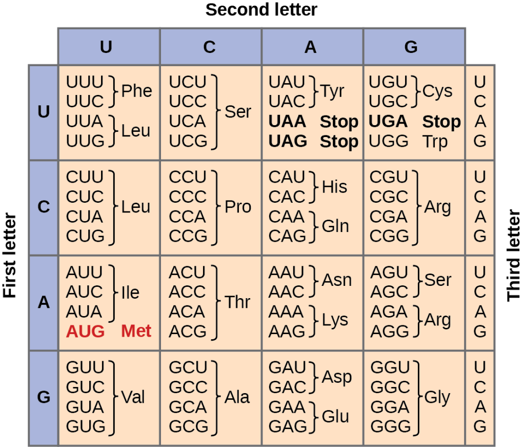 Figure shows all 64 codons. Sixty-two of these code for amino acids, and three are stop codons.