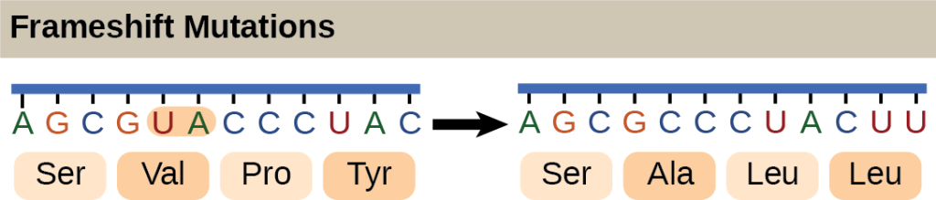 Illustration shows a frameshift mutation in which the reading frame is altered by the deletion of two amino acids.