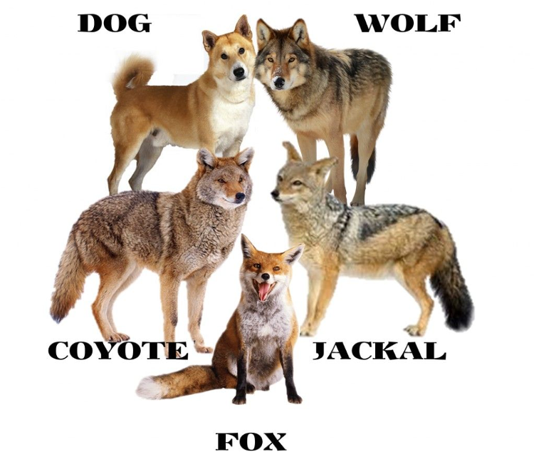 Figure 1. Dogs, Wolves, Coyotes, Jackals and Foxes many all look the same but we consider them different species, should we?