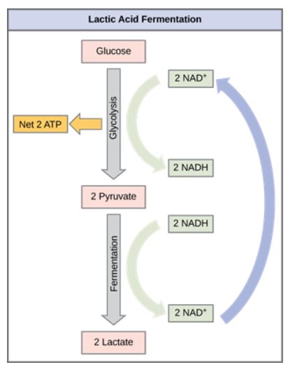 Illustration of lactic acid fermentation