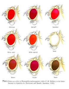 Bottom photo shows Schematic diagrams of phenotypes for eye color of Drosophila.