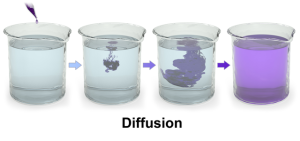 Four containers of diffusion taking place. Purple drops were placed in the first and the liquid is turning more purple in each containers