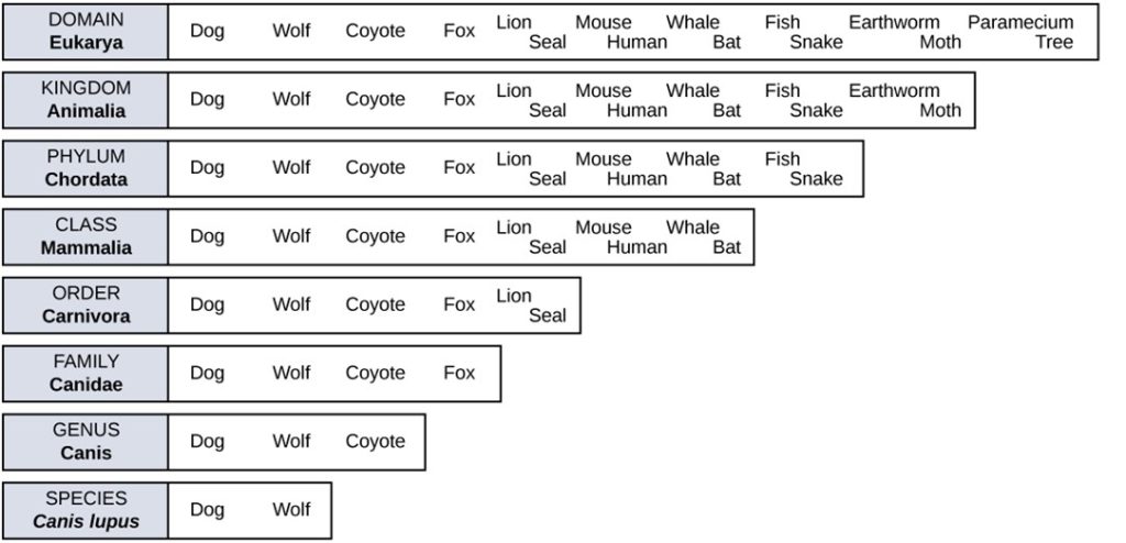 A diagram showing the levels of taxonomic hierarchy for a dog