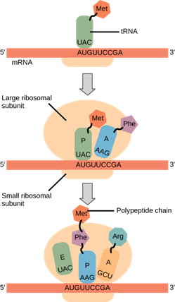 Illustration shows the steps of protein synthesis. First, the initiator tRNA recognizes the sequence AUG on an mRNA that is associated with the small ribosomal subunit. The large subunit then joins the complex. Next, a second tRNA is recruited at the A site. A peptide bond is formed between the first amino acid, which is at the P site, and the second amino acid, which is at the A site. The mRNA then shifts and the first tRNA is moved to the E site, where it dissociates from the ribosome. Another tRNA binds at the A site, and the process is repeated.