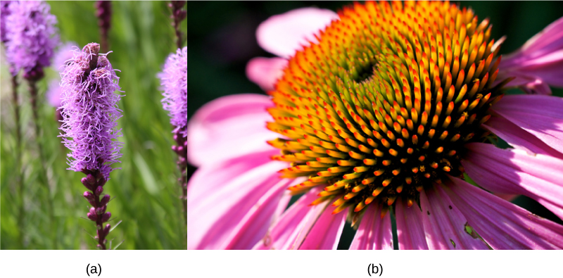 Photo showing a Dense Blazing Star (Liatrus spicata) and a Purple Coneflower (Echinacea purpurea). The dense blazing star flower has purple strand like petals budding from its stem. The coneflower has a large circular center of the budding flower, with purple petals growing from it.