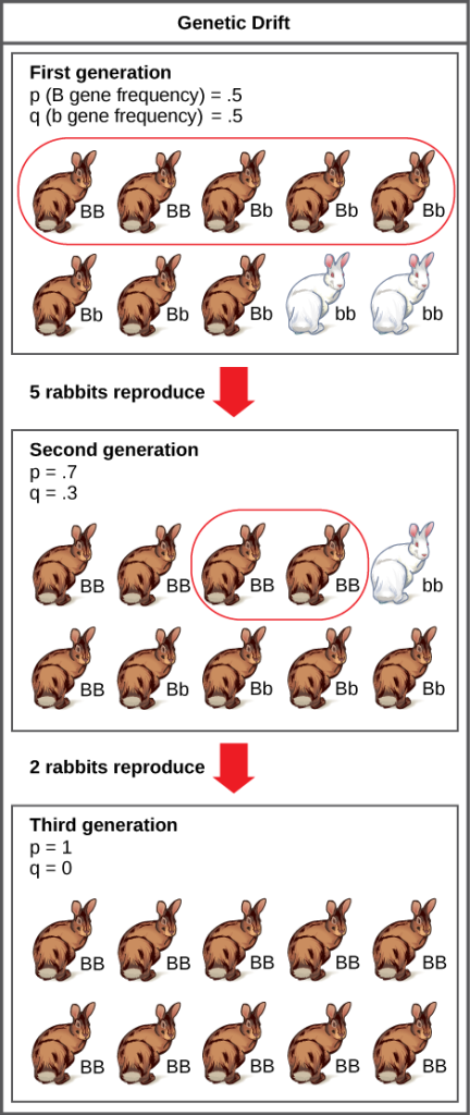 A population has 10 rabbits. 2 of these rabbits are homozygous dominant for the B allele and have brown coat color. 6 are heterozygous and also have brown coat color. Two are homozygous recessive and have white coat color. The frequency of the capital B allele, p, is .5 and the frequency of the small b allele, q, is also .5. Only 5 of the rabbits, including 2 homozygous dominant and 3 heterozygous individuals, produce offspring. 5 of the resulting offspring are homozygous dominant, 4 are heterozygous, and 1 is homozygous recessive. The frequency of alleles in the second generation is p=.7 and q=.3. Only 2 rabbits in the second generation produce offspring, and both of these are homozygous dominant. As a result, the recessive small b allele is lost in the third generation, and all of the rabbits are heterozygous dominant with brown coat color.