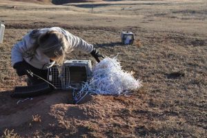 This photo shows a woman looking into a small cage with its door open. The cage sits on short prairie grass, next to a hole with dirt around the rim. In the background sits a second, closed cage.