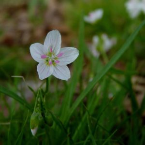 This photo shows a white flower with five diamond-shaped petals radiating out from a green center. Faint purple lines radiate out from the center of each petal toward the tip. Five stalk-like stamens with pink-tipped anthers extend from the flower’s green center.