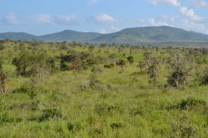 A grassy slope plain is covered in vegetation, whether it be grass, small bushes, or small trees.