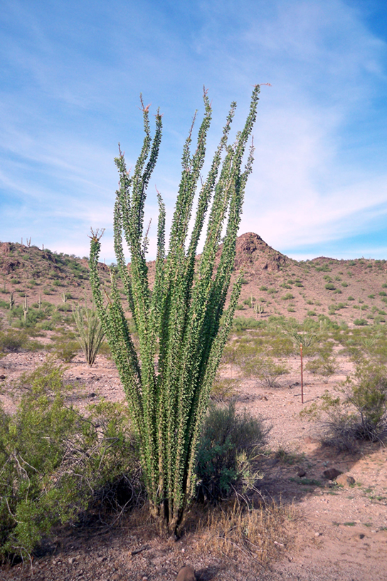 This photo shows a sandy desert dotted with scrubby bushes. An ocotillo plant dominates the picture. It has long, thin unbranched stems that grow straight up from the base of the plant and radiate out slightly. The plant has no leaves.