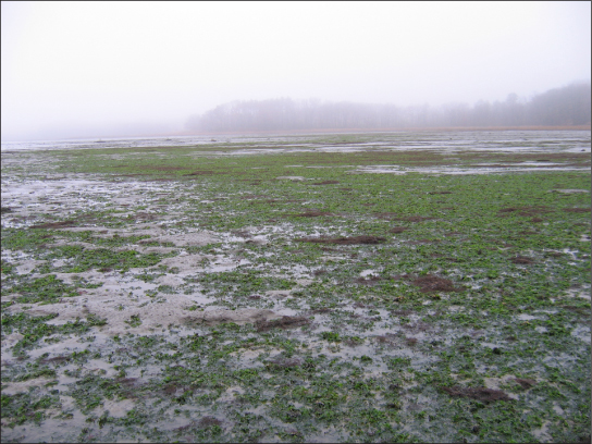 This photo shows a body of water whose surface is mostly covered with thick, green algae, appearing as a mossy, fuzzy substance.