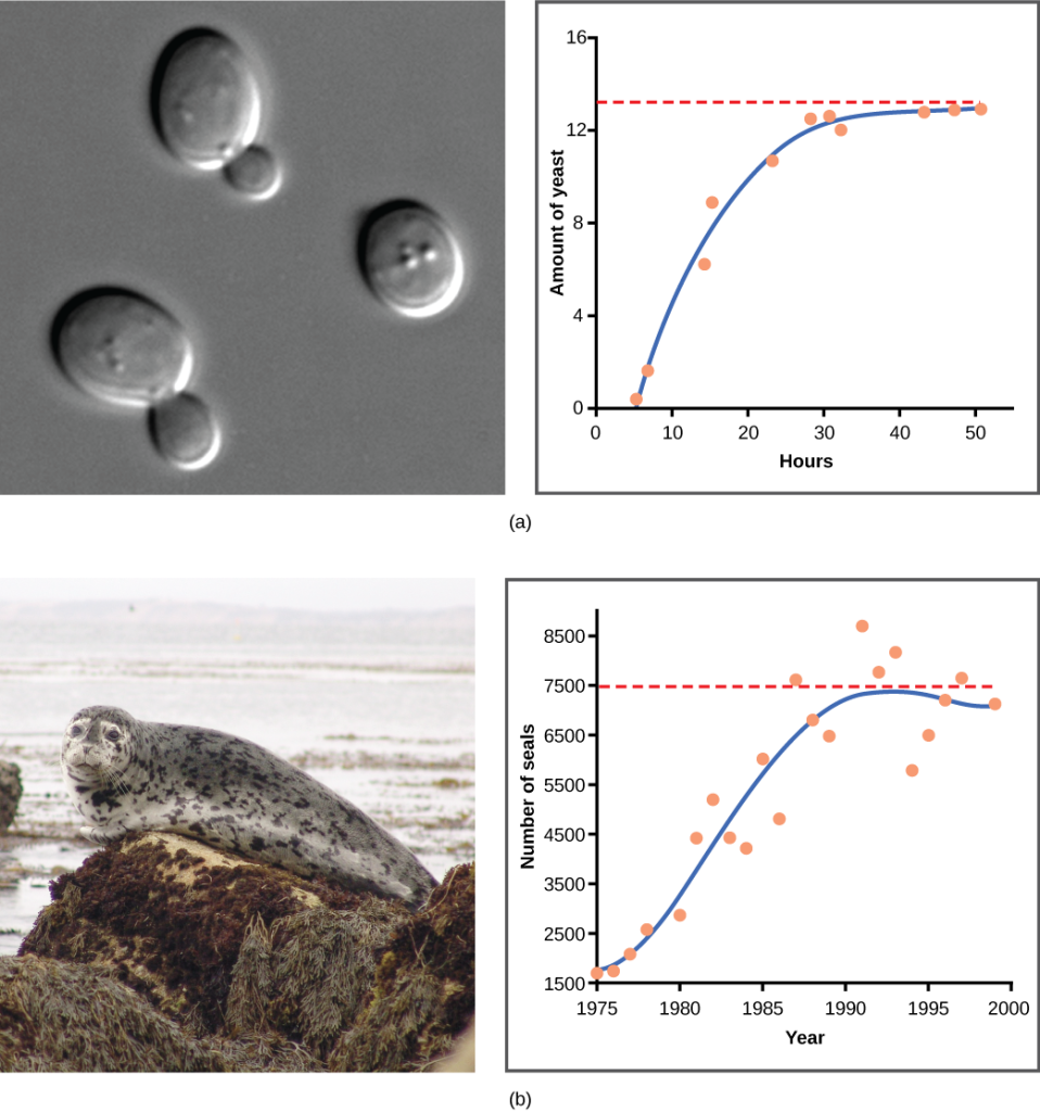 Graph (a) plots amount of yeast versus time of growth in hours. The curve rises steeply, and then plateaus at the carrying capacity. Data points tightly follow the curve. Graph (b) plots the number of harbor seals versus time in years. Again, the curve rises steeply then plateaus at the carrying capacity, but this time there is much more scatter in the data. A micrograph of yeast cells, which are oval in shape, and a photo of a harbor seal are shown.