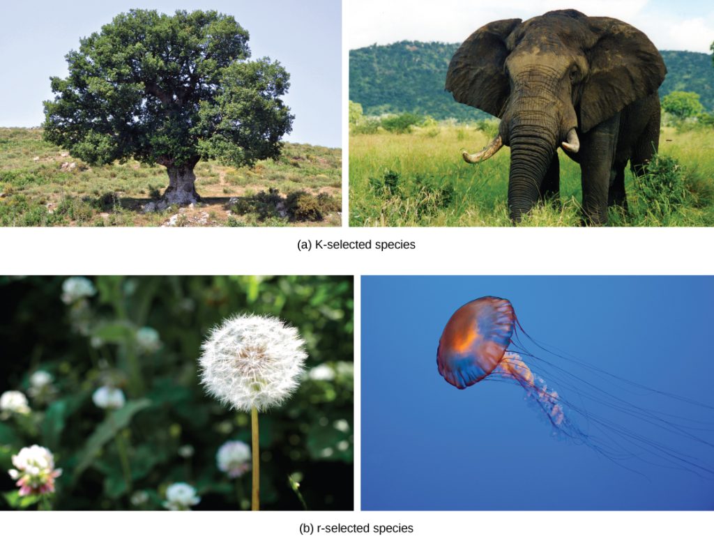 Part A, K-selected species, shows photos of an oak tree and an elephant. Part B, r-selected species, shows photos of a dandelion and a jellyfish.