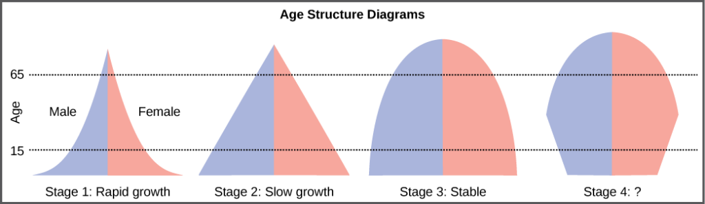 For the four different age structure diagrams shown, the base represents birth and the apex occurs around age 70. The age structure diagram for stage 1, rapid growth, is shaped like a deflated triangle that starts out wide at the base and rapidly decreases to a narrow apex, indicating that the number of individuals decreases rapidly with age. The age structure diagram for stage 2, slow growth, is triangular in shape, indicating that the number of individuals decreases steadily with age. The age structure diagram for stage 3, stable growth, is rounded at the top, indicating that the number of individuals per age group decreases gradually at first, then increases for the older portion of the population. The final age structure diagram, stage 4, widens from the base to middle age, and then narrows to a rounded top. The population type indicated by this diagram is not given, as this is part of the Visual Connection question.