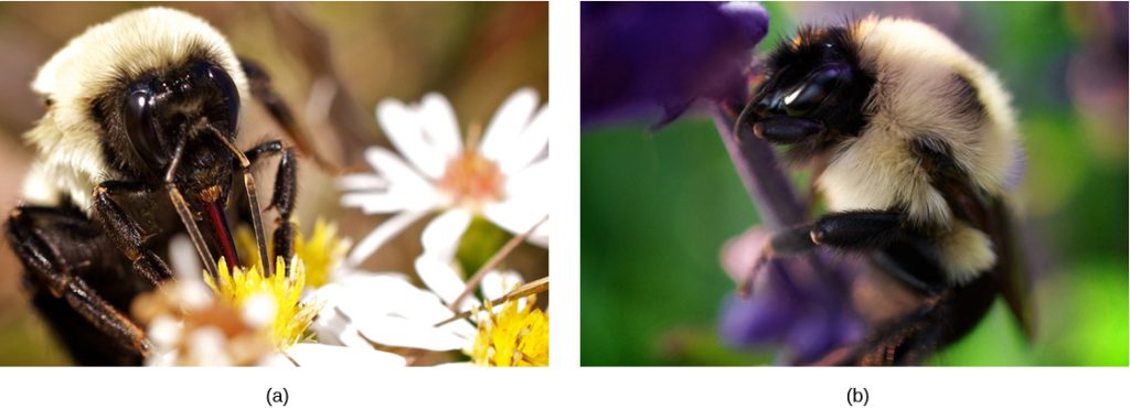 Photos A and B show virtually identical looking insects. Both have smooth black faces and legs, but their body is covered in a white fuzzy looking material.