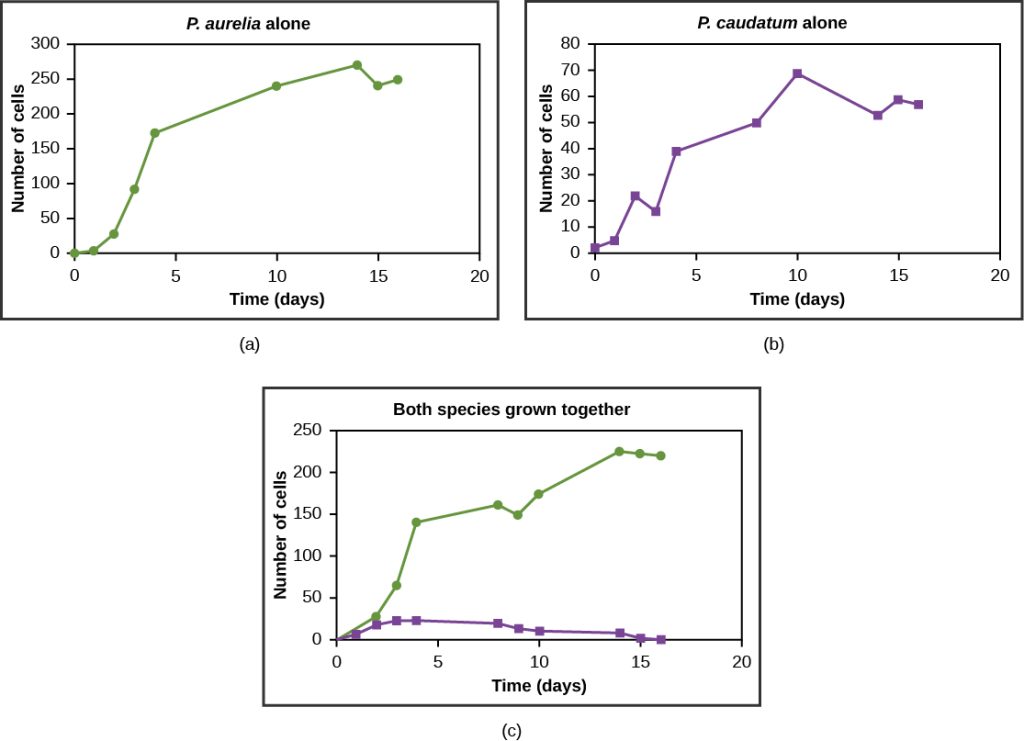 Graphs a, b, and c all plot number of cells versus time in days. In Graph (a), P. aurelia is grown alone. In graph (b), P. caudatum is grown alone. In graph (c), both species are grown together. When grown apart, the two species both exhibit logistic growth and grow to a relatively high cell density. When the two species are grown together, P. aurelia shows logistic growth to nearly the same cell density as it exhibited when grown alone, but P. caudatum hardly grows at all, and eventually its population drops to zero.