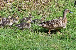 Photo shows a mother duck walking across a field of grass. She is trailed by 7 small ducklings.