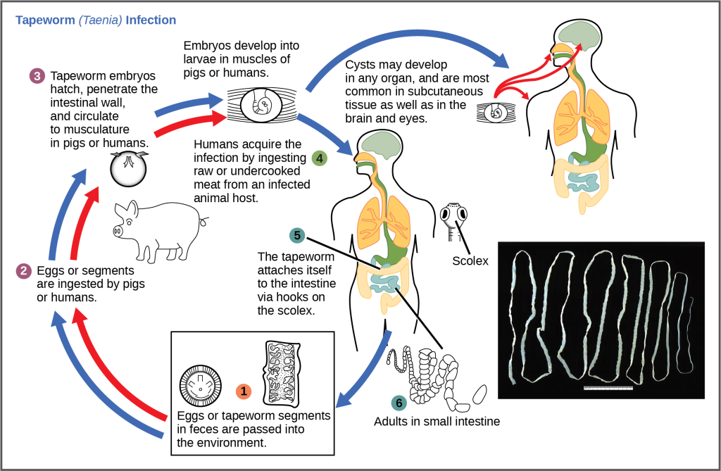 The life cycle of a tapeworm begins when eggs or tapeworm segments in the feces are ingested by pigs or humans. The embryos hatch, penetrate the intestinal wall, and circulate to the musculature in both pigs and humans. Humans may acquire a tapeworm infection by ingesting raw or undercooked meat. Infection may results in cysts in the musculature, or in tapeworms in the intestine. Tapeworms attach themselves to the intestine via a hook-like structure called the scolex. Tapeworm segments and eggs are excreted in the feces, completing the cycle.