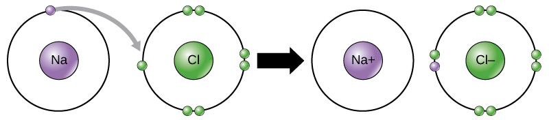 A sodium and a chlorine atom sit side by side. The sodium atom has one valence electron, and the chlorine atom has seven. Six of chlorines electrons form pairs at the top, bottom and right sides of the valence shell. The seventh electron sits alone on the left side. The sodium atom transfers its valence electron to chlorines valence shell, where it pairs with the unpaired left electron. An arrow indicates a reaction takes place. After the reaction takes place, the sodium becomes a cation with a charge of plus one and an empty valence shell, while the chlorine becomes an anion with a charge of minus one and a full valence shell containing eight electrons.